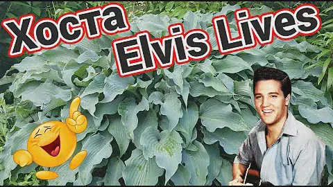 Растение "Хоста Elvis Lives" в саду.